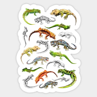 geckos Sticker